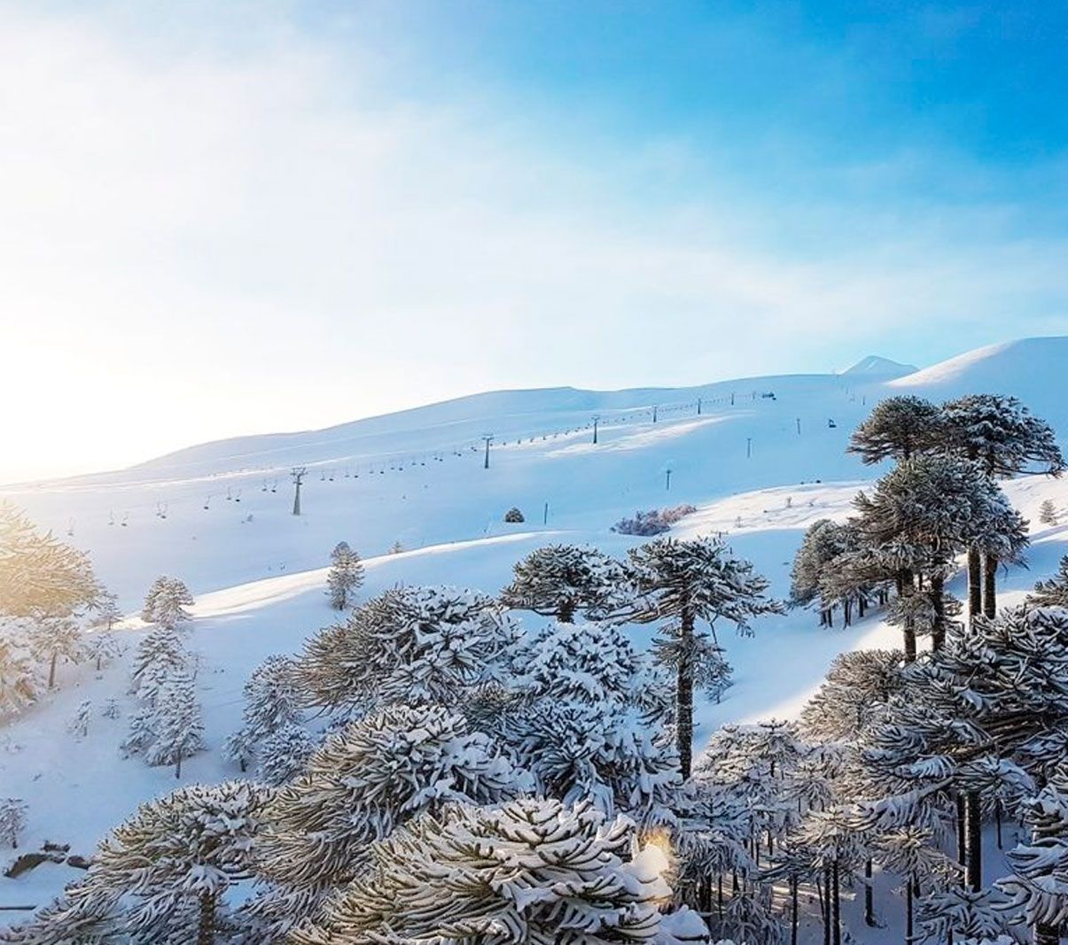 CentroDeSkiLasAraucarias Centro de Ski Las araucarias