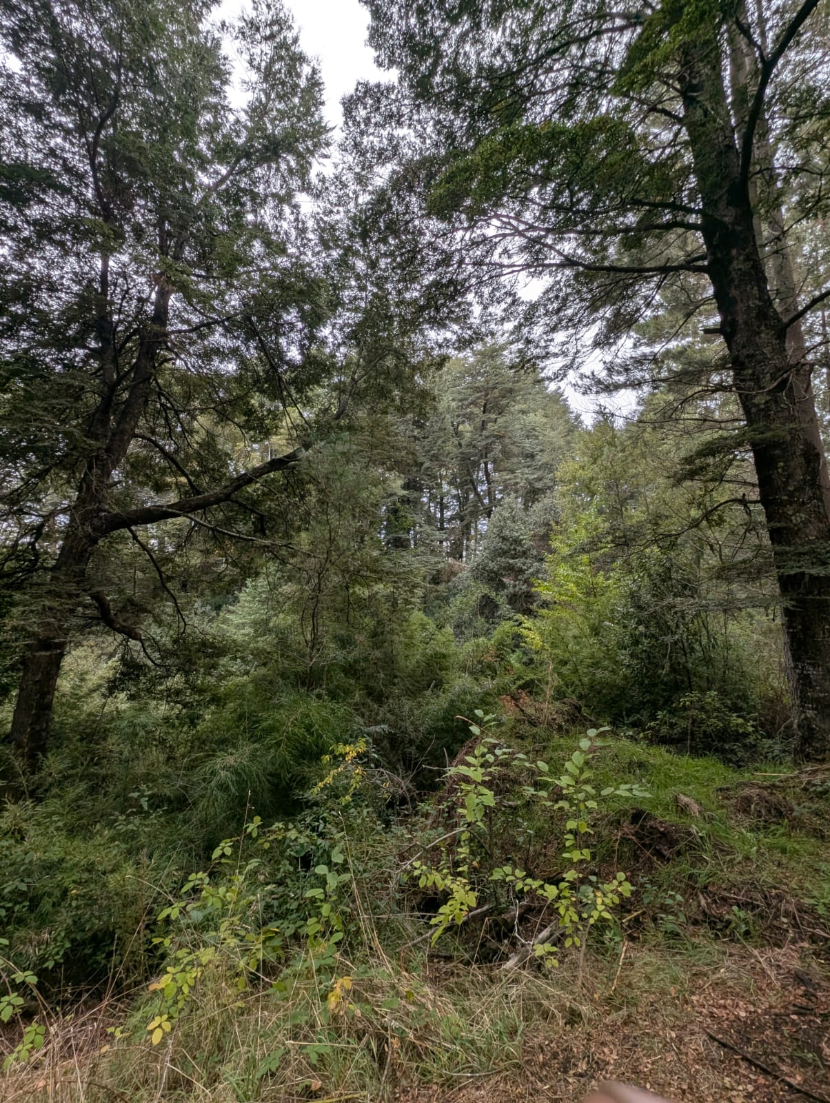 Bosque de la parcela Bosque de la parcela